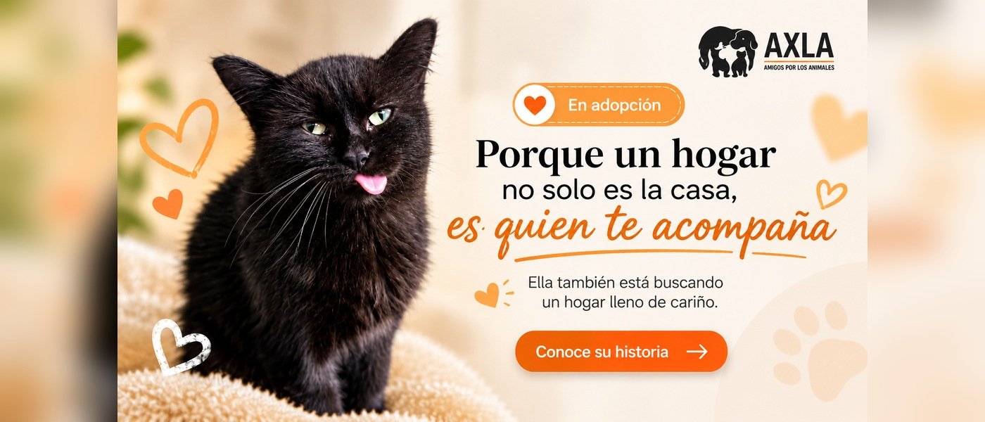 Gata en adopción