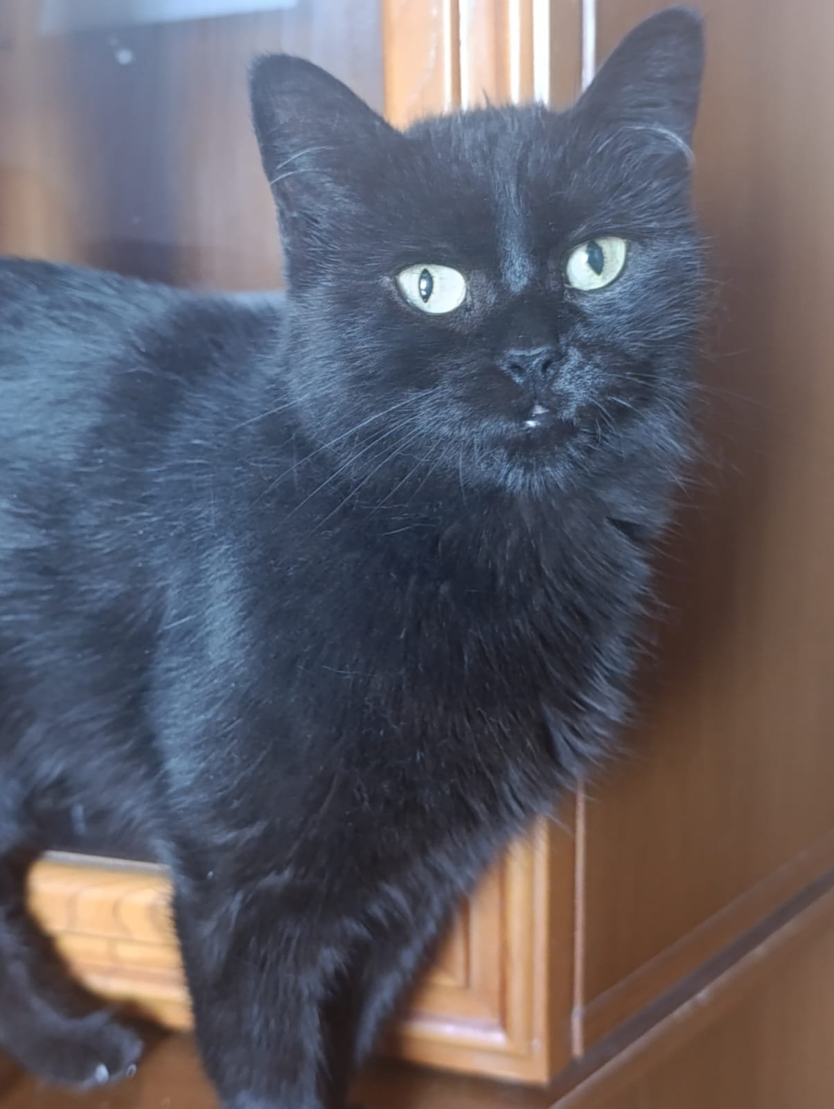 Gata joven en adopción