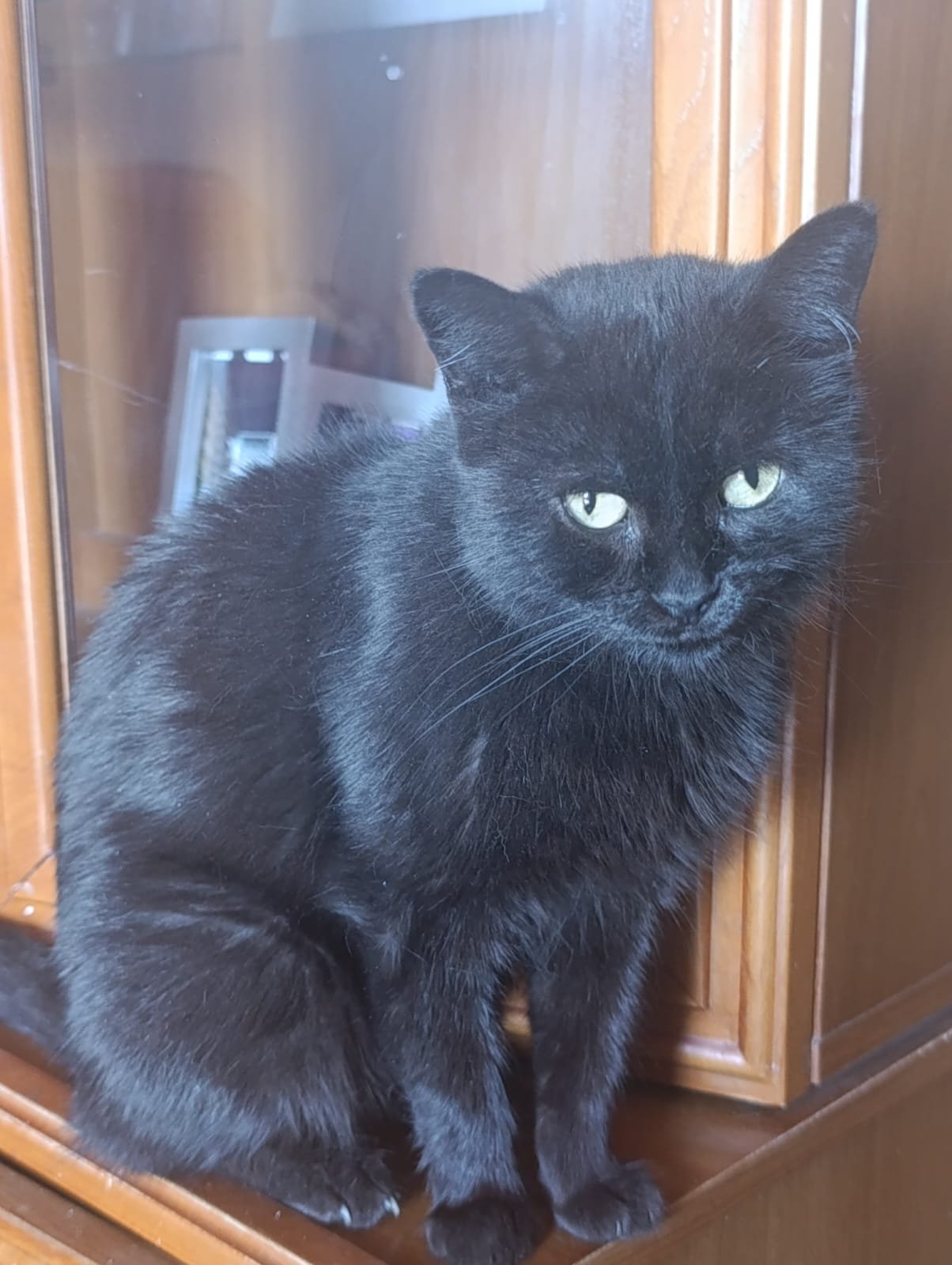 Gata joven en adopción