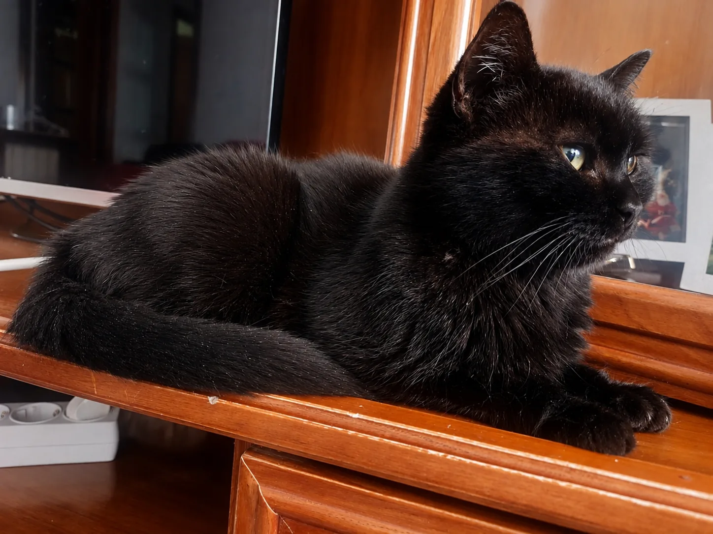 Gata negra en adopción sobre un mueble de madera