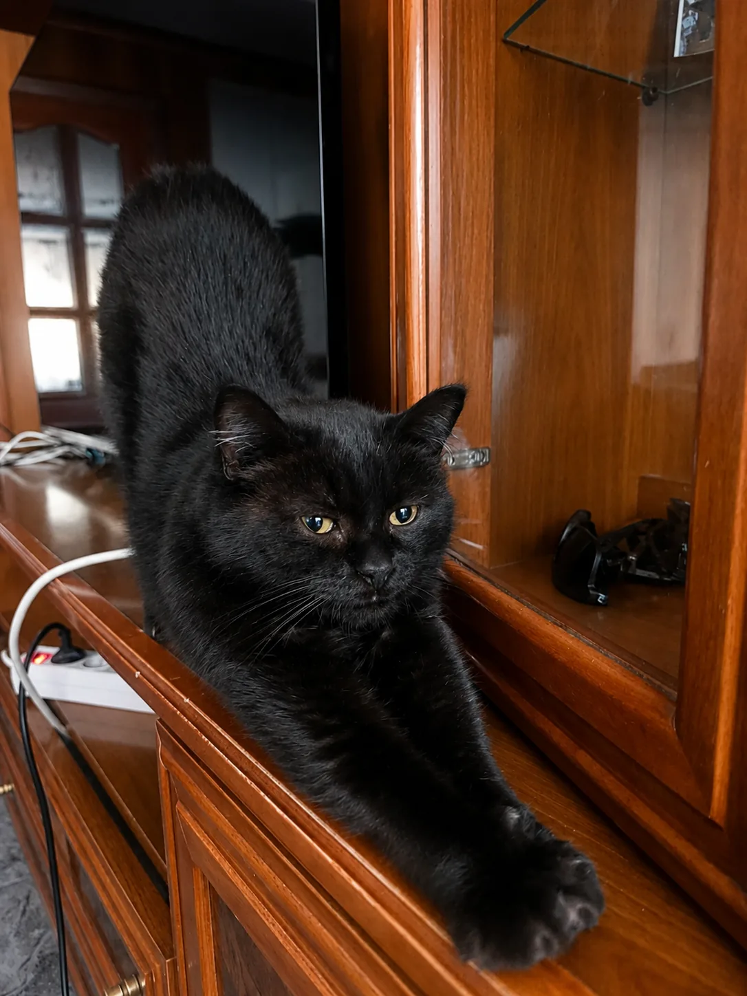 Gata negra en adopción, otra fotografía