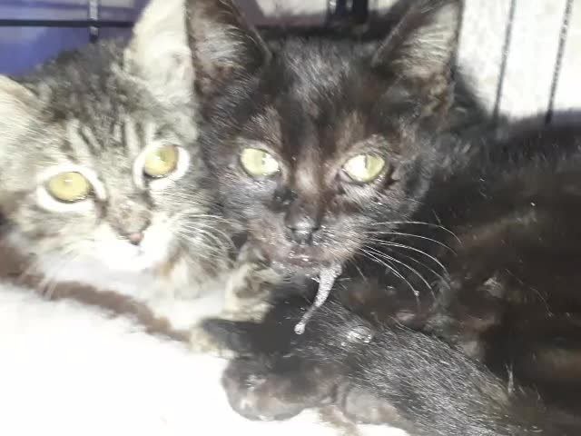 Jopito y su hermana durante sus primeros cuidados